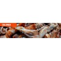 Calamar